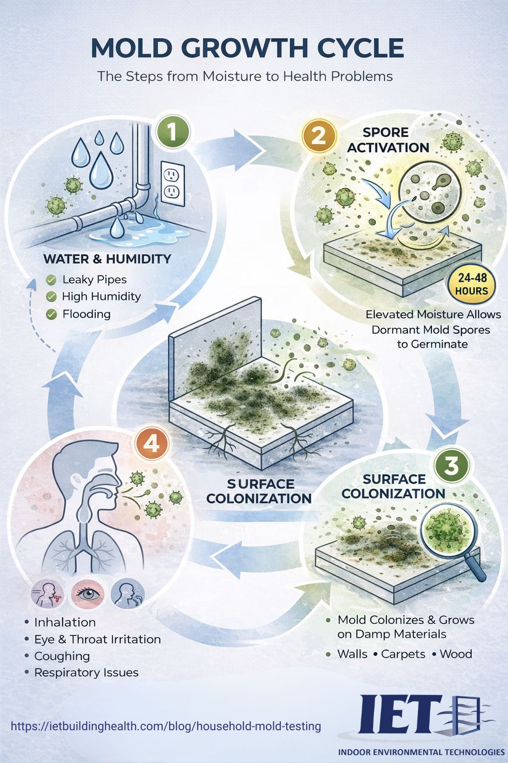 Mold growth cycle infographic showing moisture triggers, spore activation, surface colonization, and health impact stages