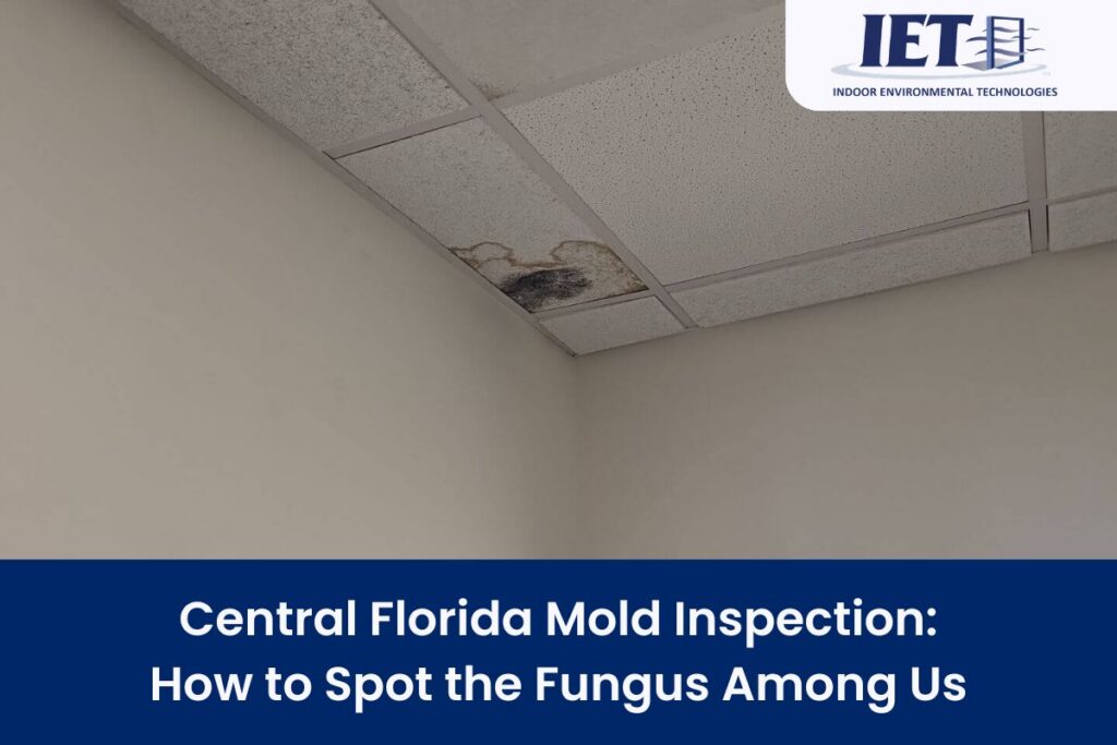 mold spore testing services