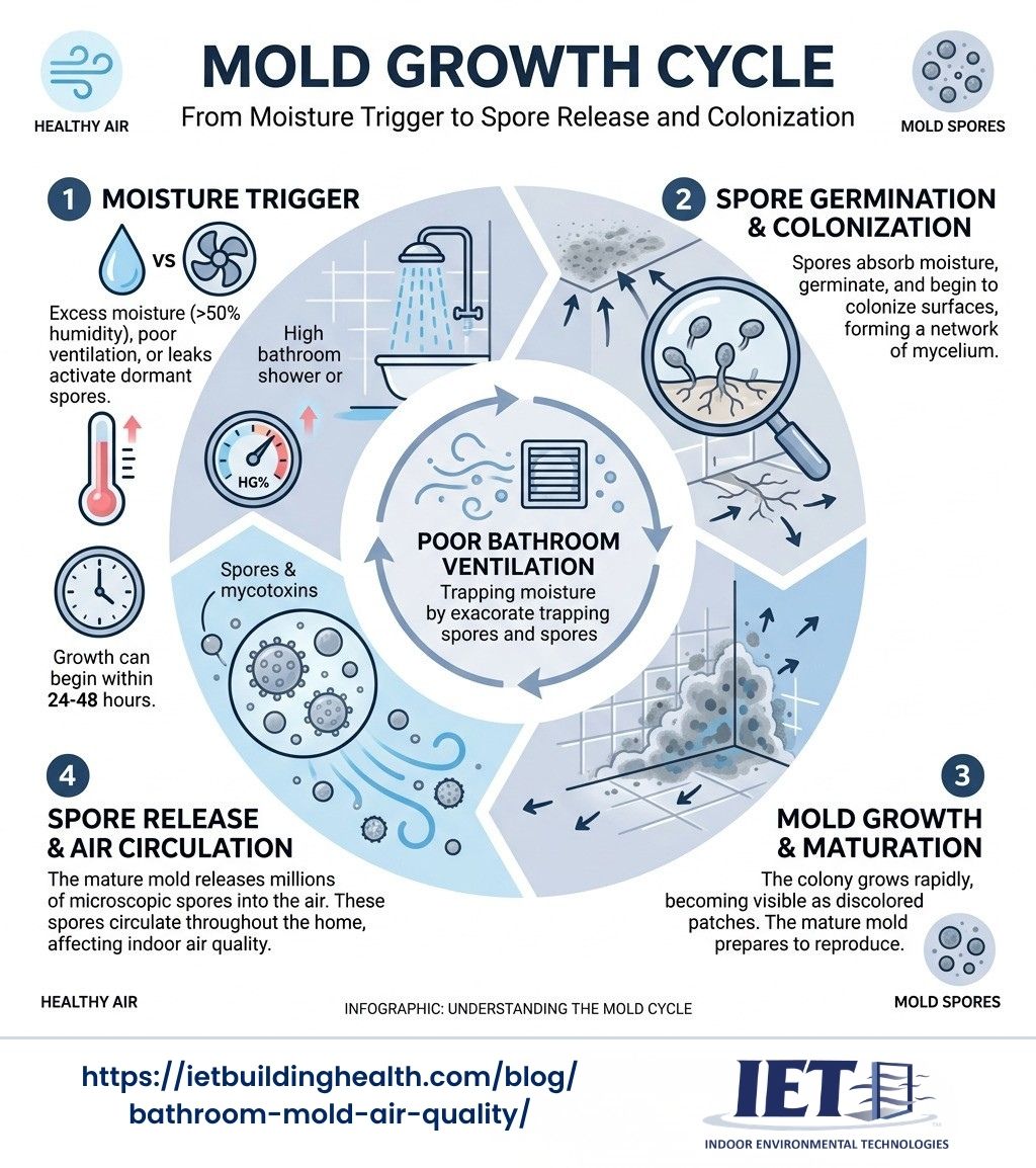 user-inserted Mold growth cycle showing moisture triggers, spore release, and colonization stages - bathroom mold air quality infographic