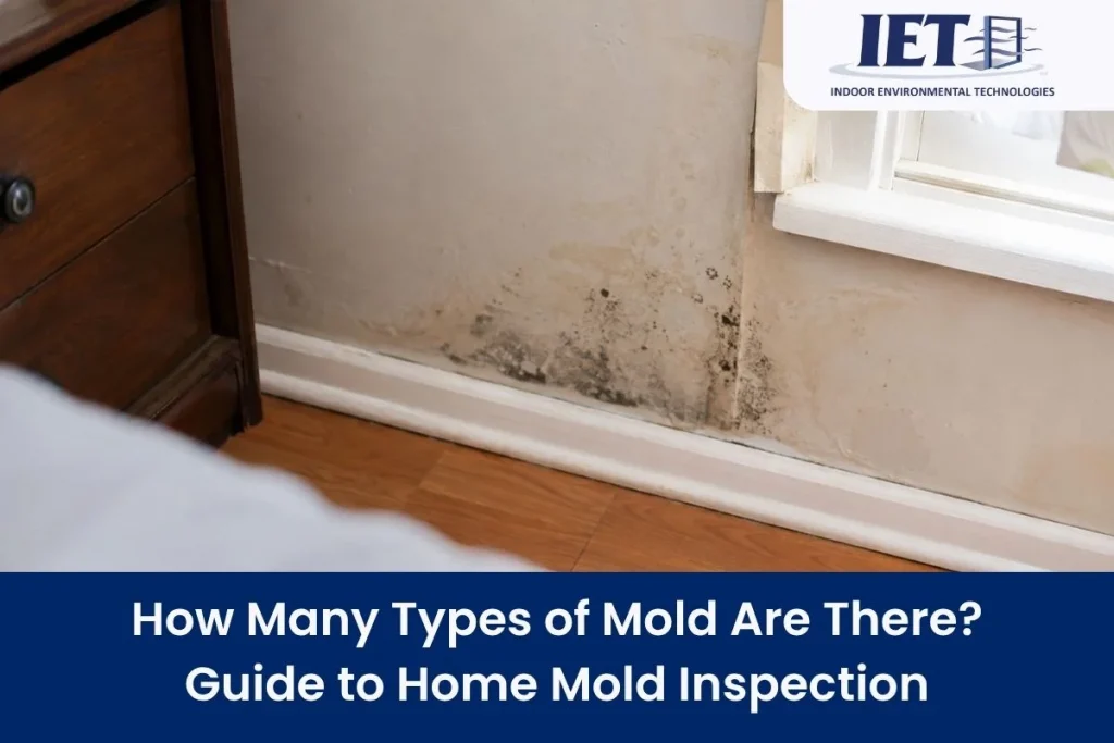 Mold growing on a baseboard and wall in a home.